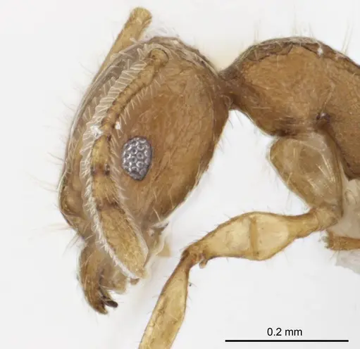 Pheidole variabilis specimen