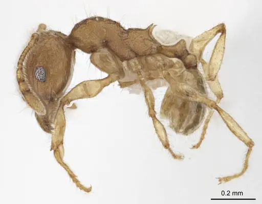Pheidole variabilis - ANTWEB1008694