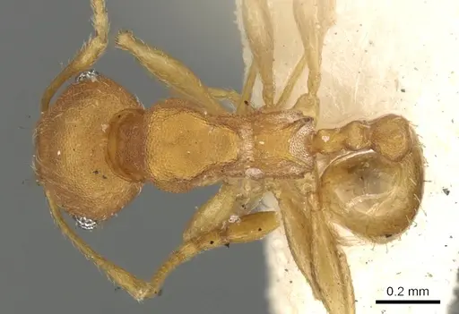 Pheidole variabilis - CASENT0901497