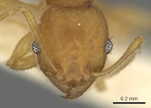 Pheidole variabilis - CASENT0901497