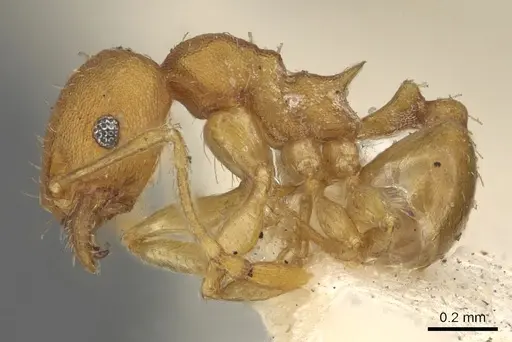 Pheidole variabilis - CASENT0901497