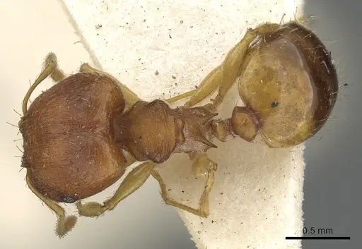 Pheidole variabilis - CASENT0901498