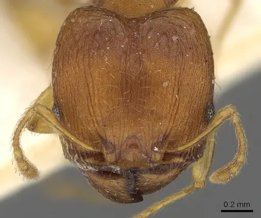 Pheidole variabilis - CASENT0901498