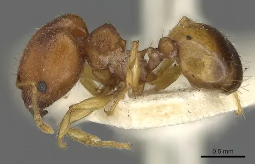 Pheidole variabilis - CASENT0901498