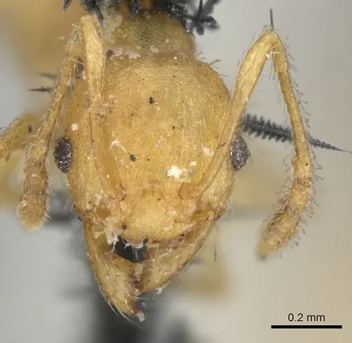Pheidole variabilis - CASENT0901547