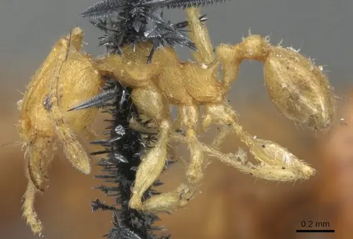 Pheidole variabilis - CASENT0901547