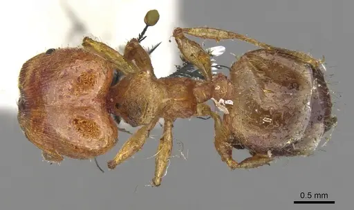 Pheidole variabilis - CASENT0901548
