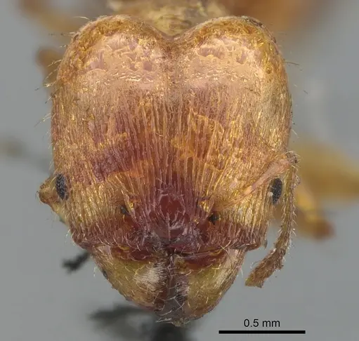 Pheidole variabilis - CASENT0901548