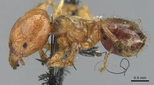 Pheidole variabilis - CASENT0901548