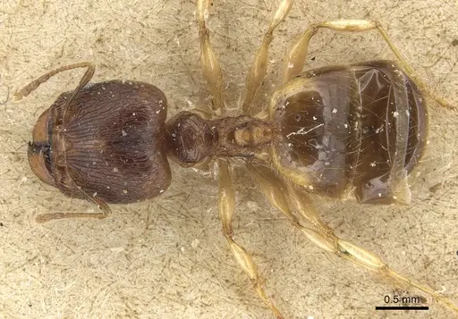 Pheidole variabilis - CASENT0904277