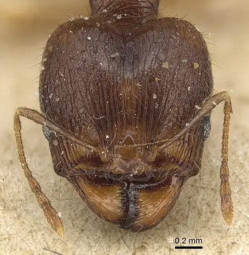 Pheidole variabilis - CASENT0904277