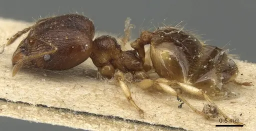 Pheidole variabilis - CASENT0904277