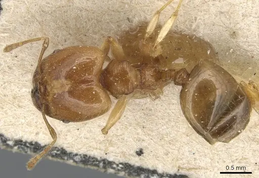 Pheidole variabilis - CASENT0904279