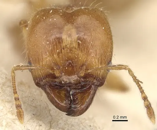 Pheidole variabilis - CASENT0904279