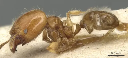 Pheidole variabilis - CASENT0904279