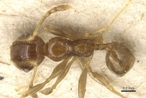 Pheidole variabilis - CASENT0904280