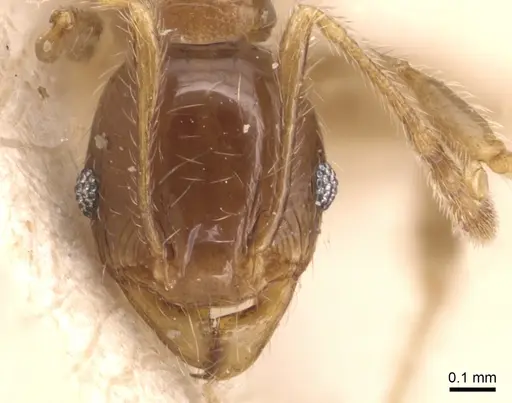 Pheidole variabilis - CASENT0904280