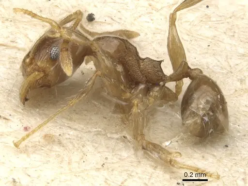 Pheidole variabilis - CASENT0904280