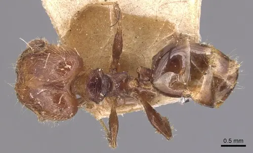 Pheidole variabilis - CASENT0904292