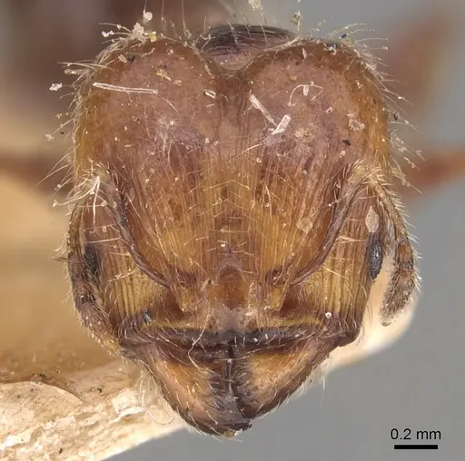 Pheidole variabilis - CASENT0904292