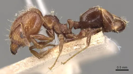 Pheidole variabilis - CASENT0904292