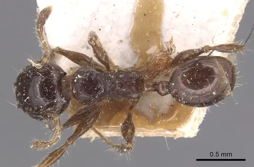 Pheidole variabilis - CASENT0904293
