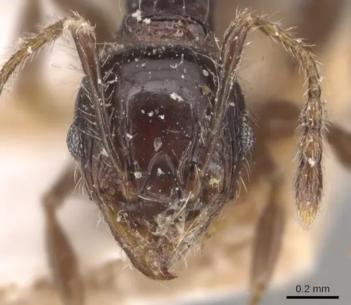 Pheidole variabilis - CASENT0904293