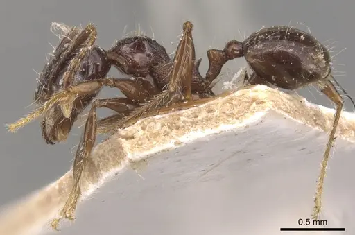 Pheidole variabilis - CASENT0904293