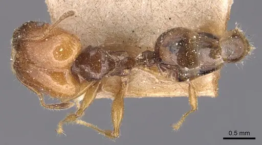 Pheidole variabilis - CASENT0904297