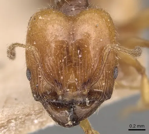 Pheidole variabilis - CASENT0904297