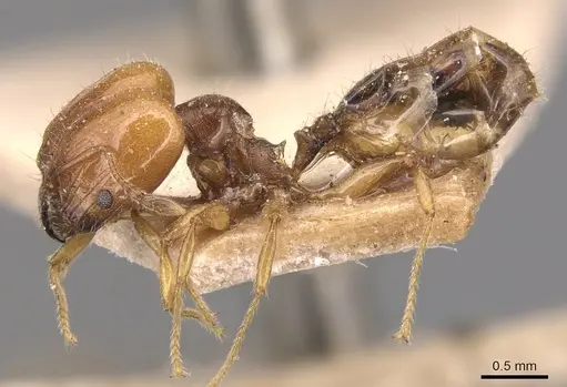 Pheidole variabilis - CASENT0904297