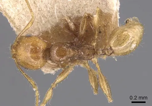 Pheidole variabilis - CASENT0904298
