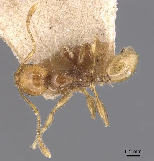 Pheidole variabilis - CASENT0904298