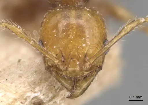 Pheidole variabilis - CASENT0904298