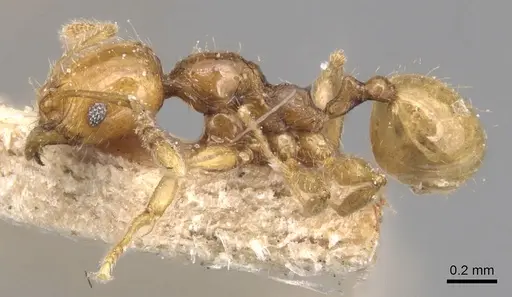 Pheidole variabilis - CASENT0904298