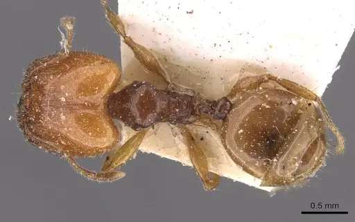Pheidole variabilis - CASENT0908066
