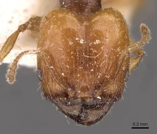 Pheidole variabilis - CASENT0908066