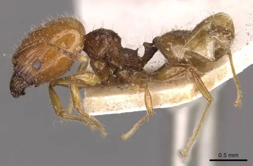 Pheidole variabilis - CASENT0908066