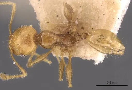 Pheidole variabilis - CASENT0908067