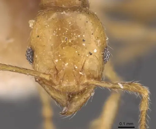 Pheidole variabilis - CASENT0908067