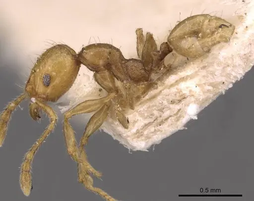Pheidole variabilis - CASENT0908067