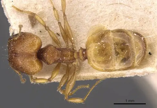 Pheidole variabilis - CASENT0908068