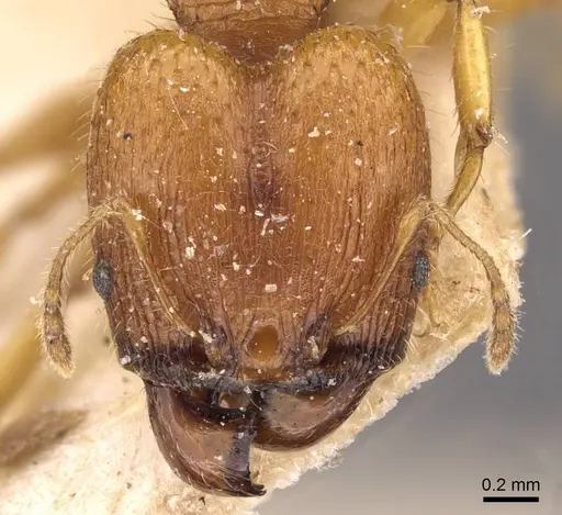 Pheidole variabilis - CASENT0908068