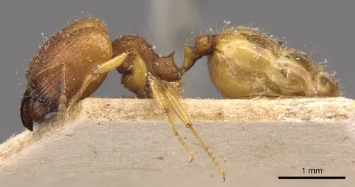 Pheidole variabilis - CASENT0908068