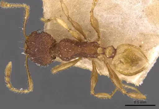 Pheidole variabilis - CASENT0908069
