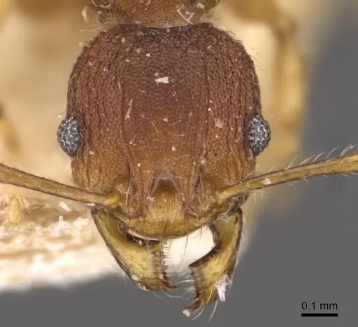 Pheidole variabilis - CASENT0908069