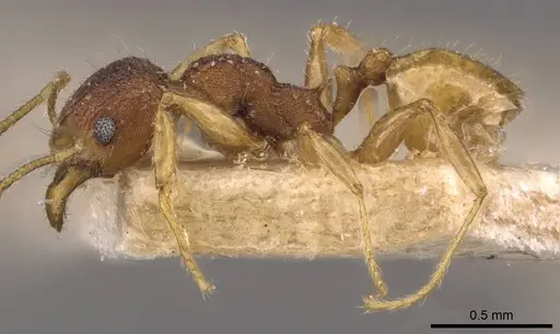 Pheidole variabilis - CASENT0908069