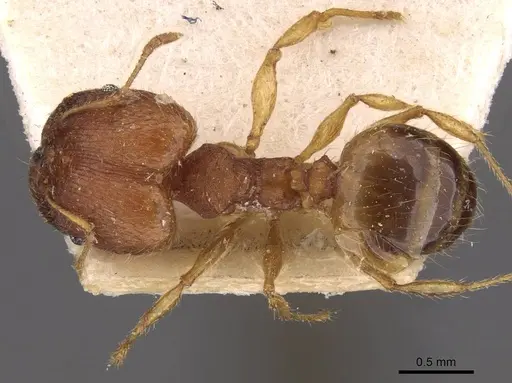 Pheidole variabilis - CASENT0908070
