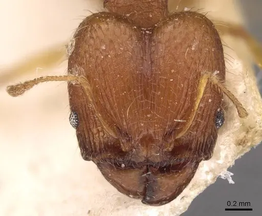 Pheidole variabilis - CASENT0908070