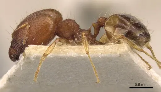 Pheidole variabilis - CASENT0908070